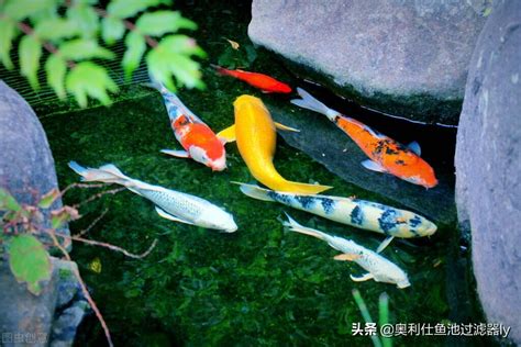 魚死了要換水嗎